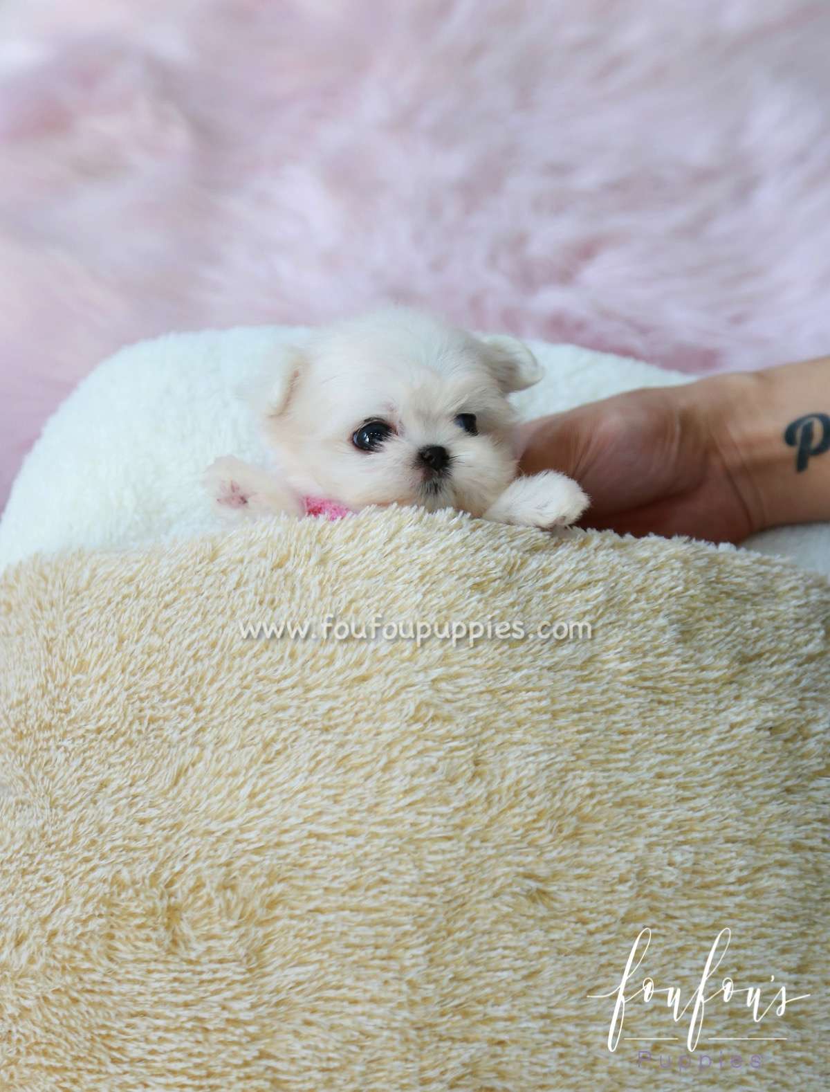 Tiffany - Maltese F.