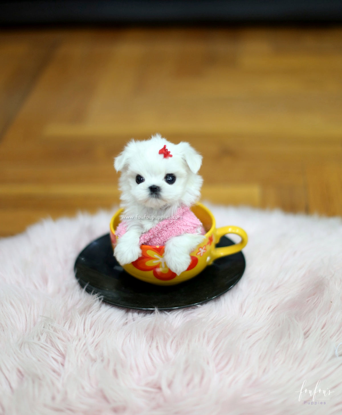 Tinkerbelle - Maltese F.