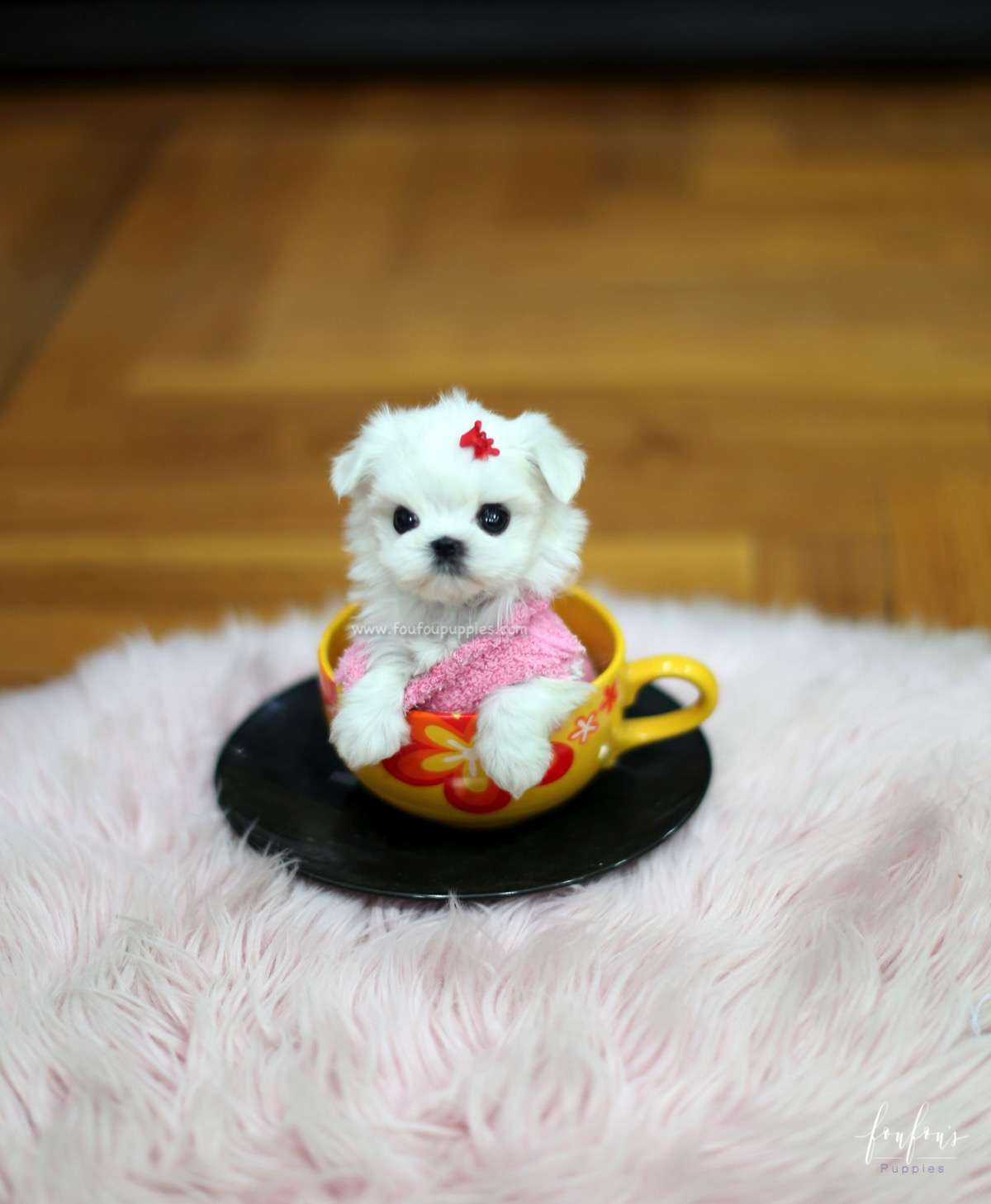 Tinkerbelle - Maltese F.