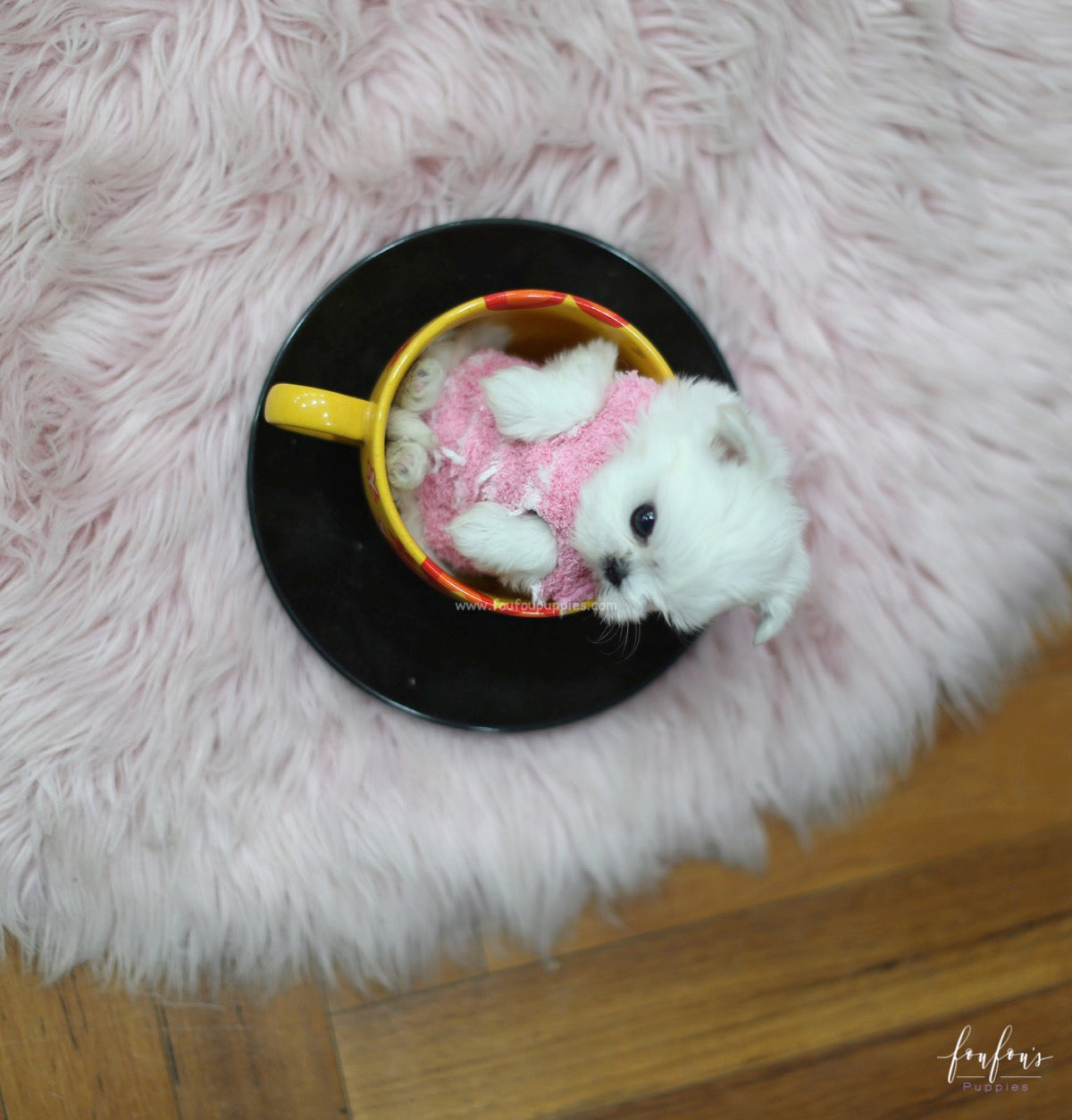 Tinkerbelle - Maltese F.