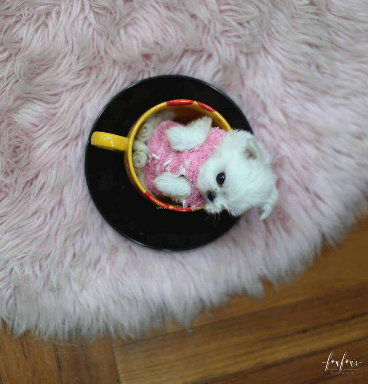 Tinkerbelle - Maltese F.