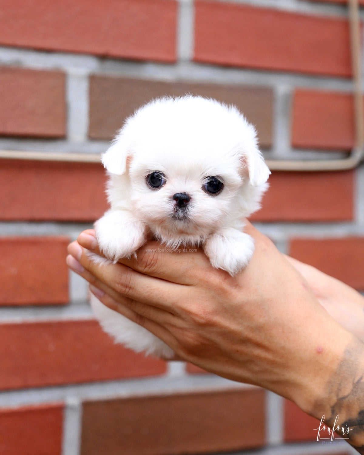 Kara - Maltese F.