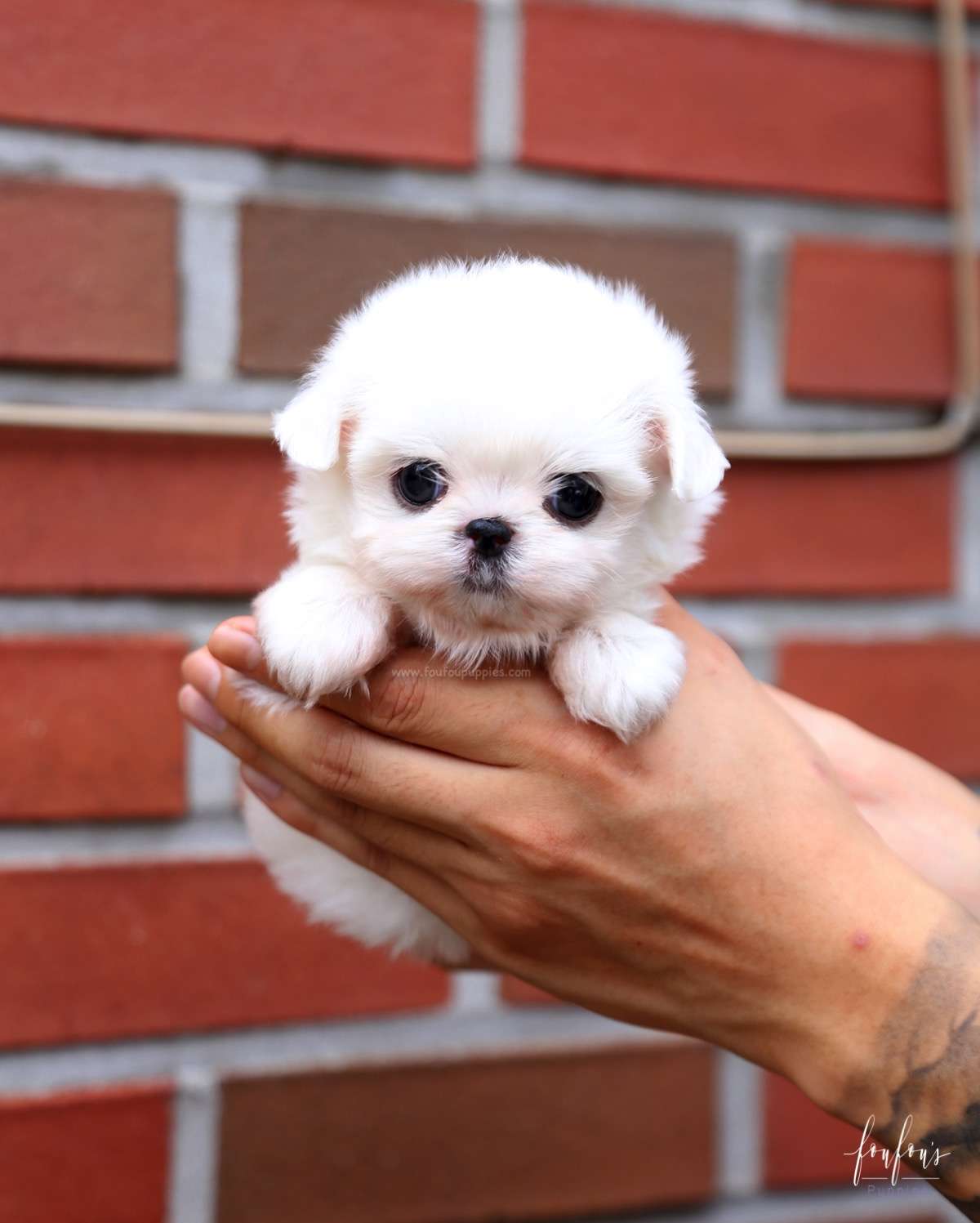 Kara - Maltese F.