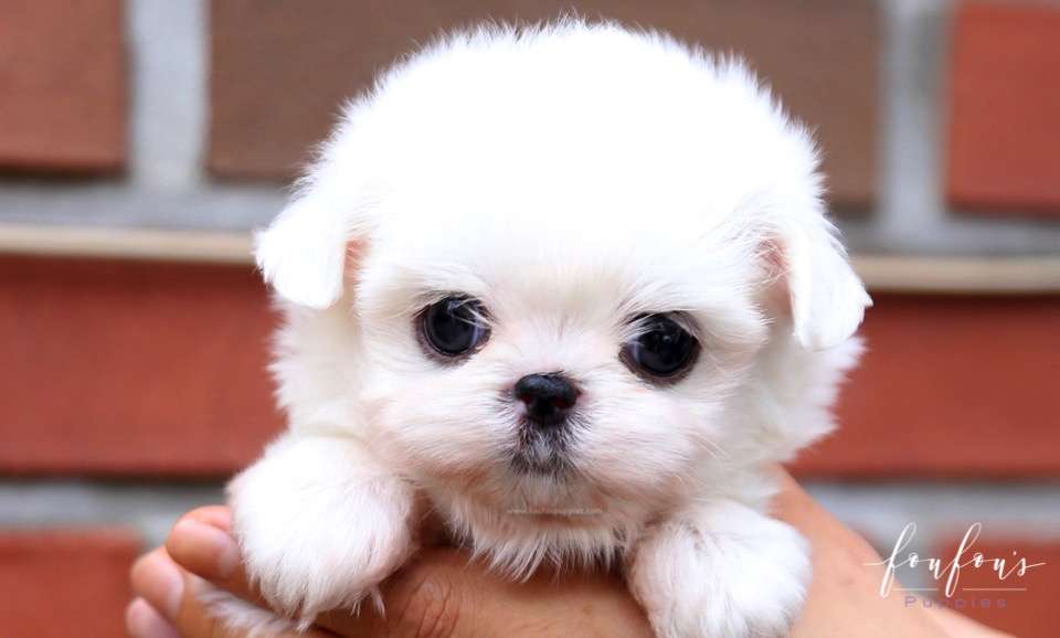 Kara - Maltese F.
