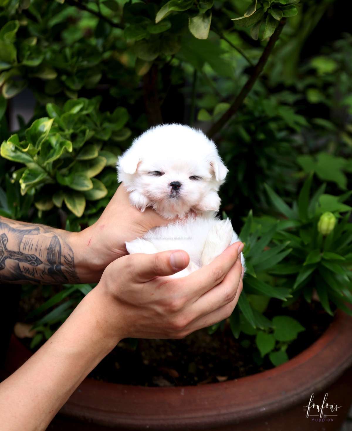 Kara - Maltese F.