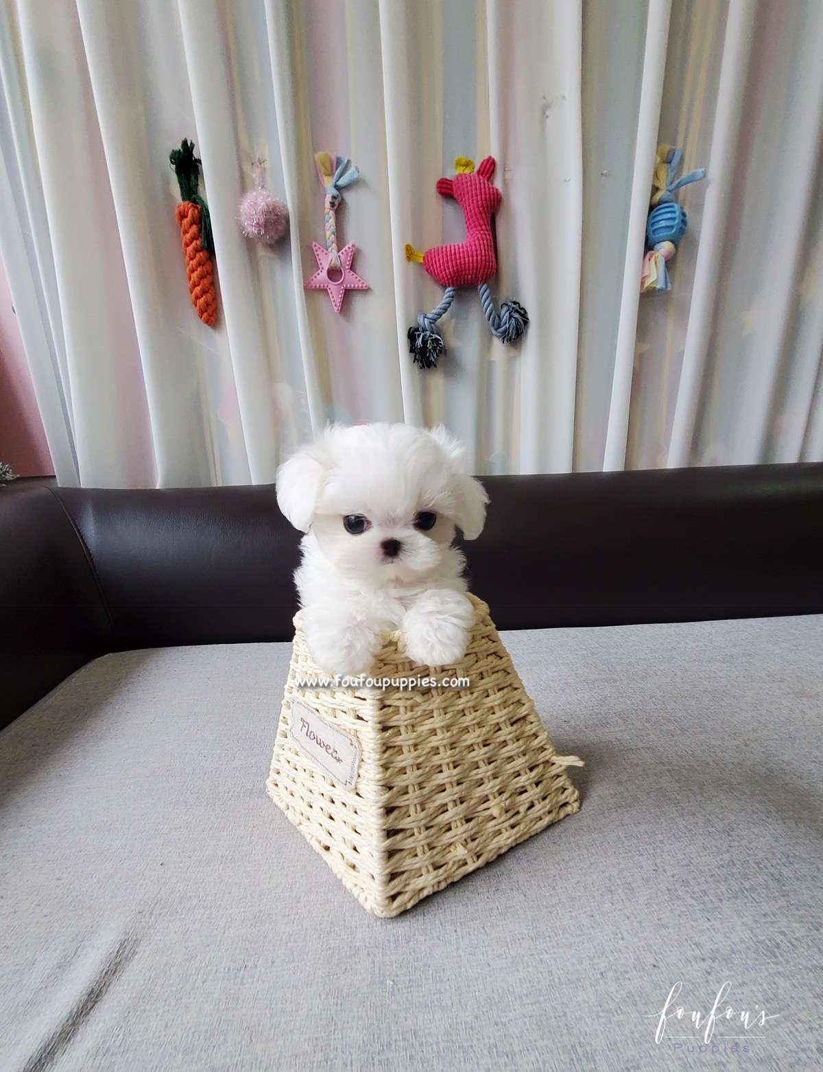 Marvin - Maltese M.