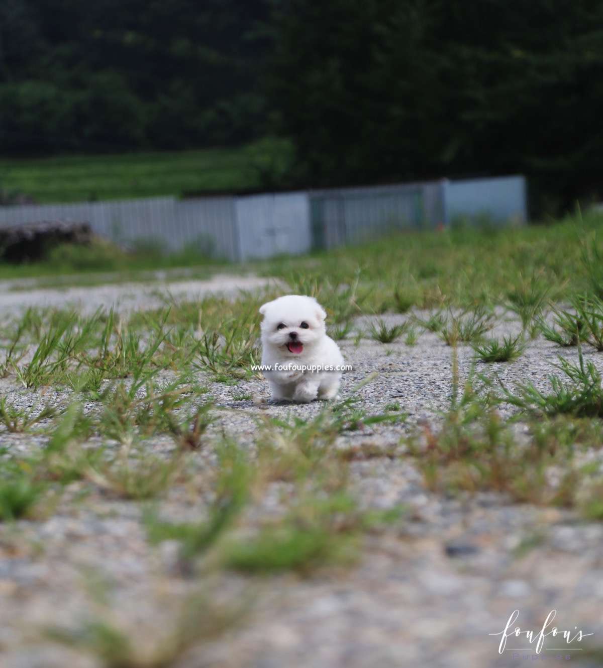 Stella - Maltese F.
