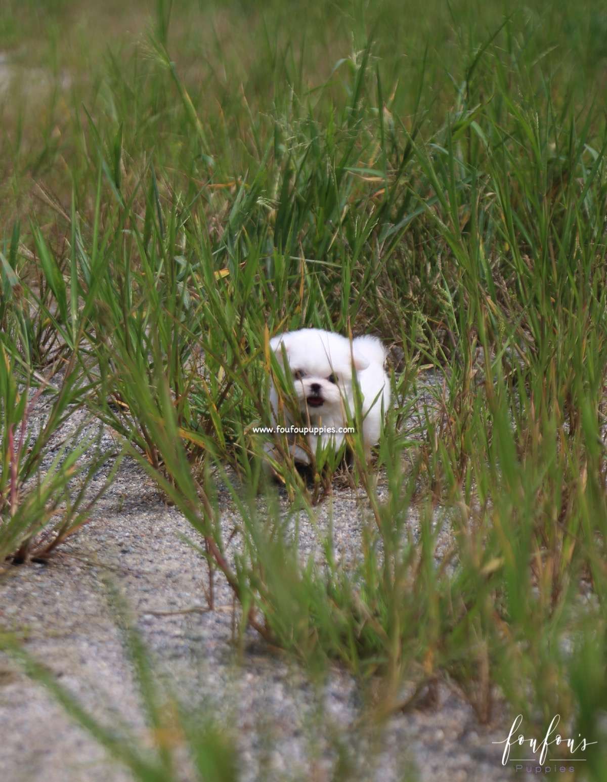 Stella - Maltese F.