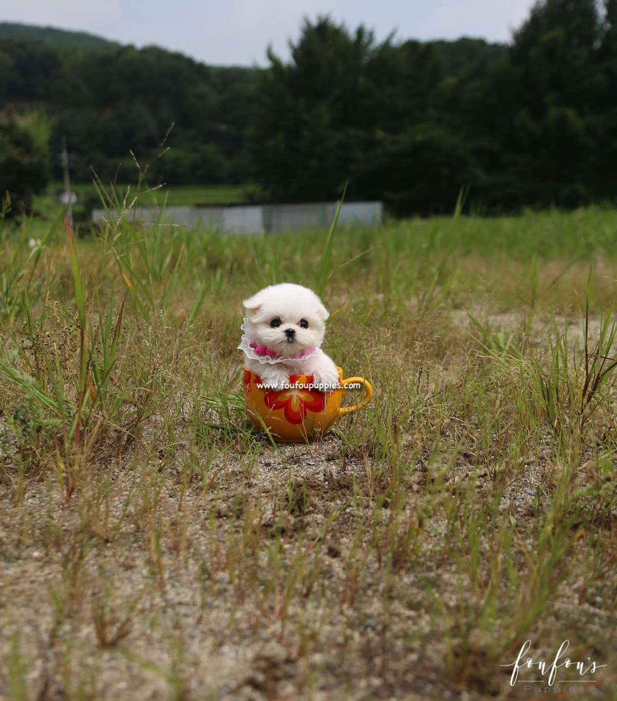 Stella - Maltese F.