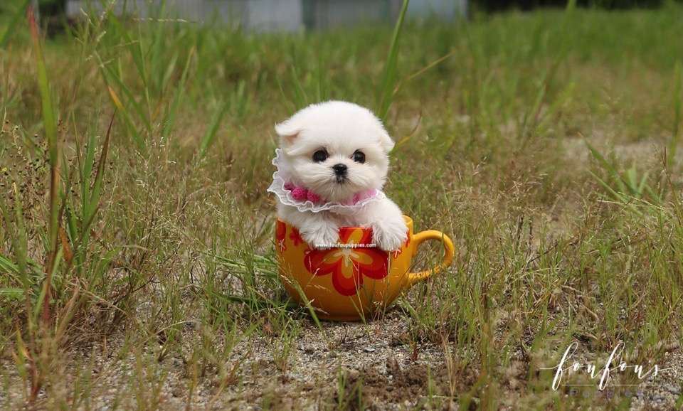 Stella - Maltese F.