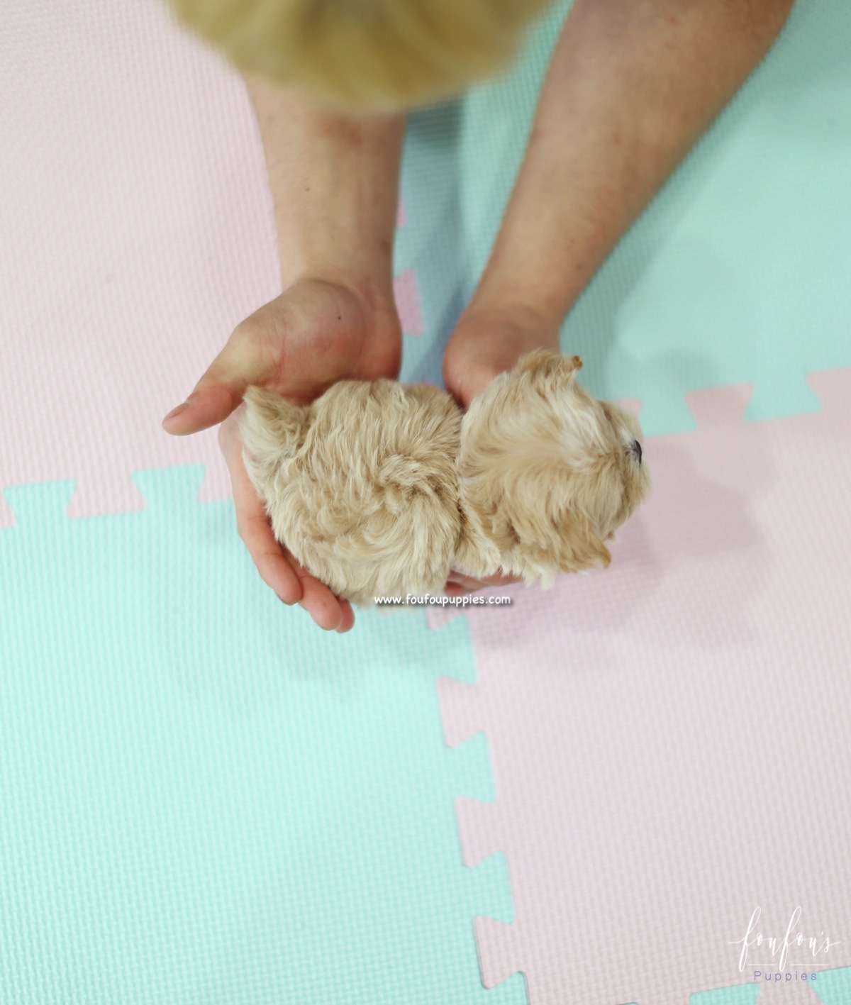 Aurae - Maltipoo F.