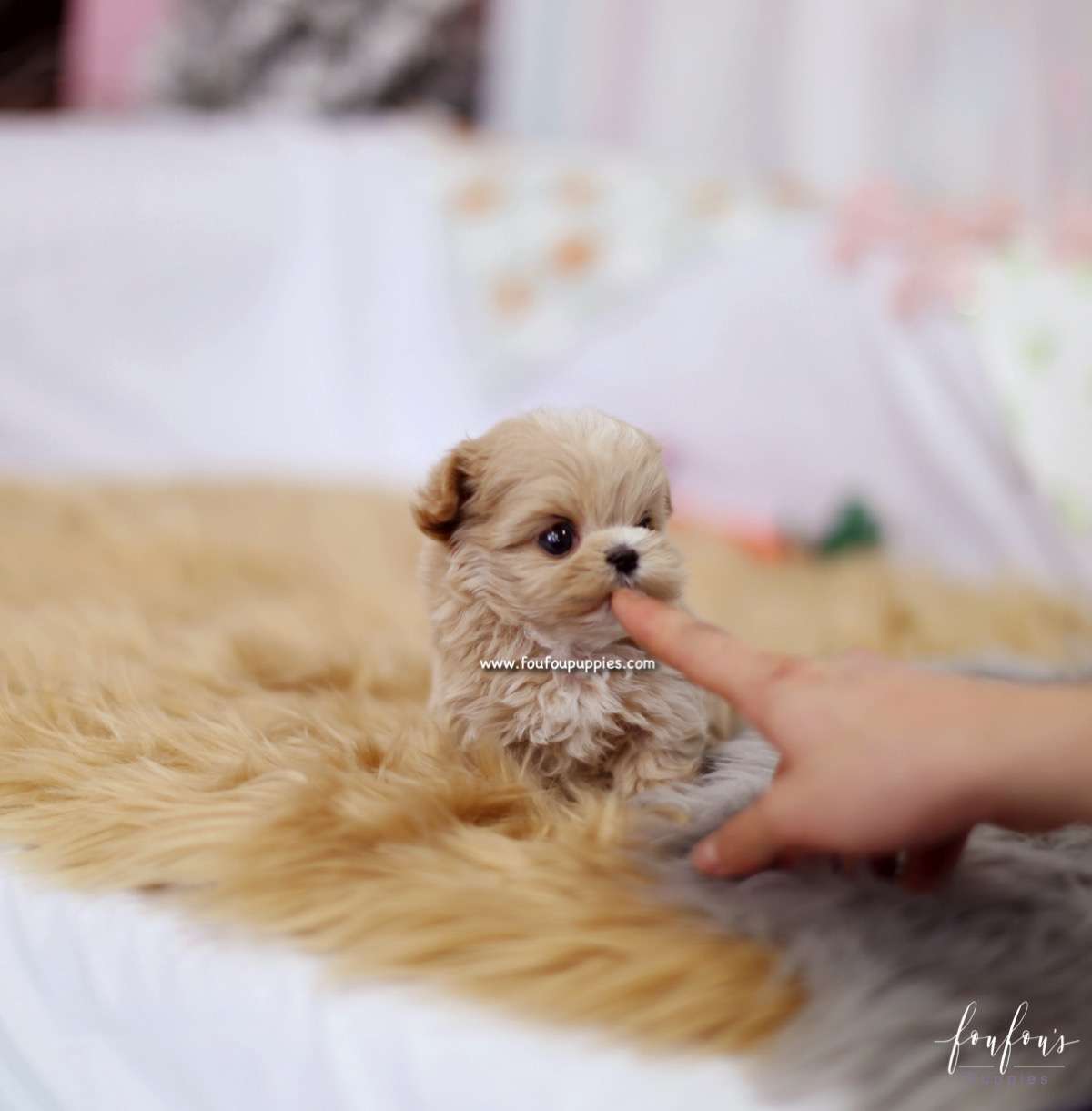 Aurae - Maltipoo F.