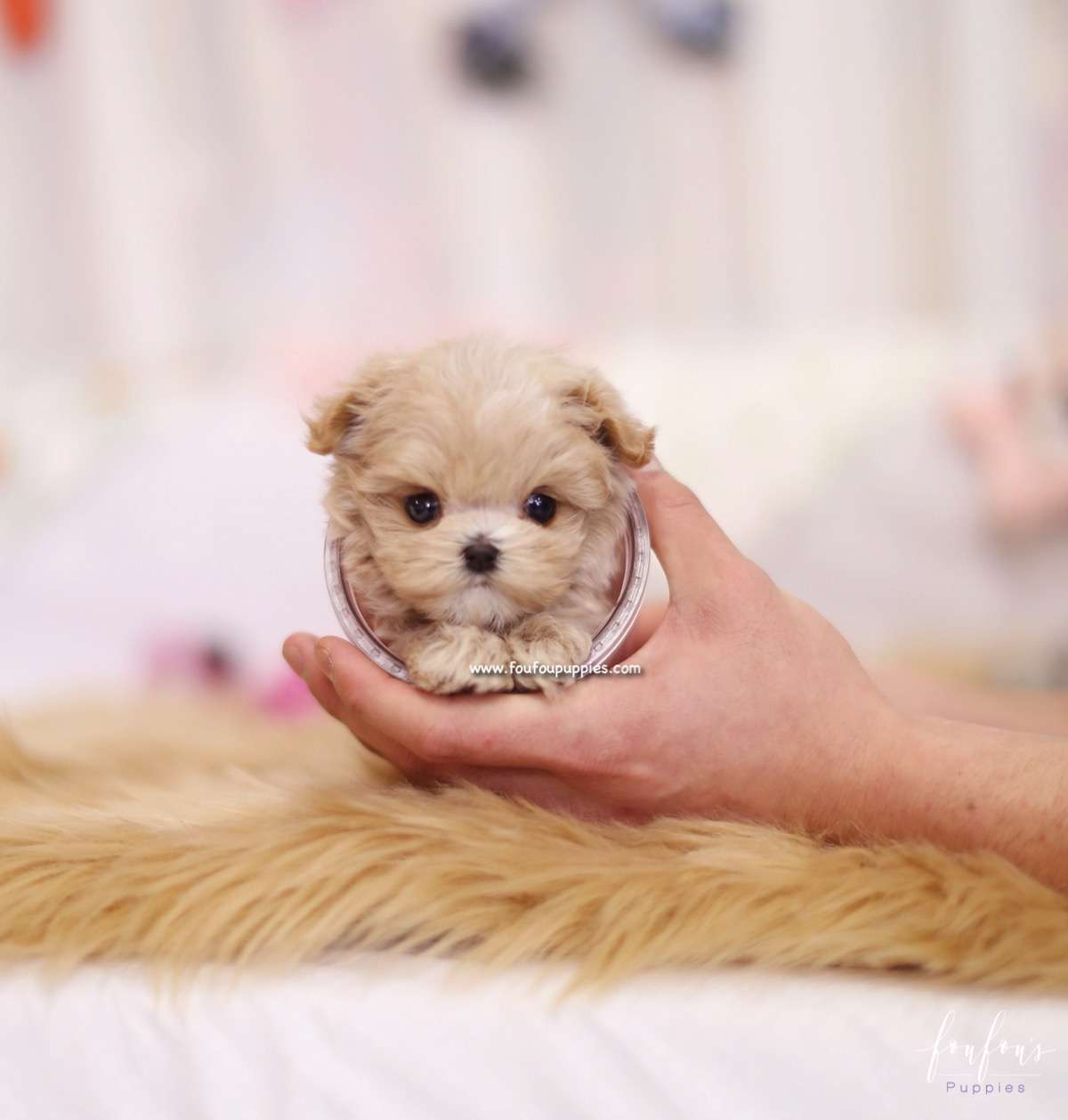 Aurae - Maltipoo F.