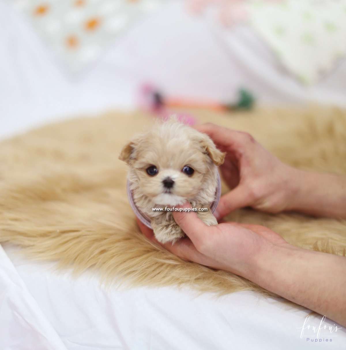 Aurae - Maltipoo F.