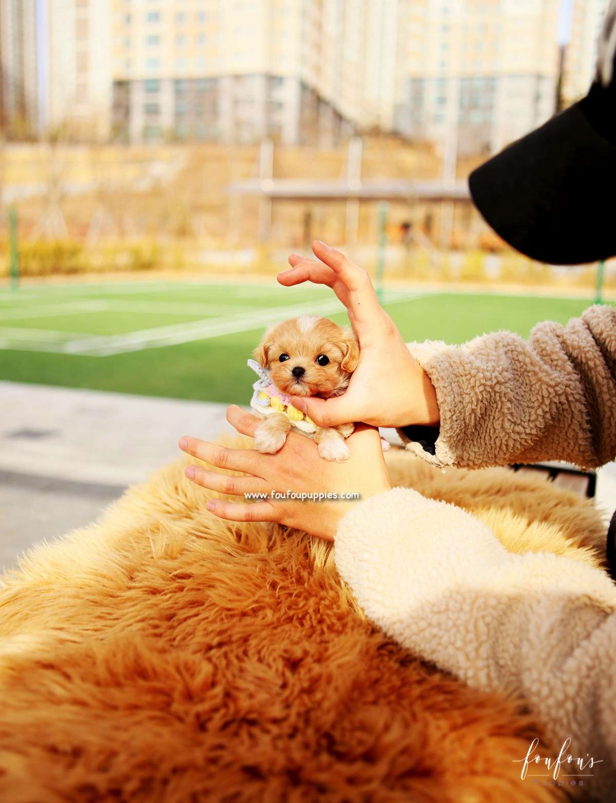 Biggie - Maltipoo M.