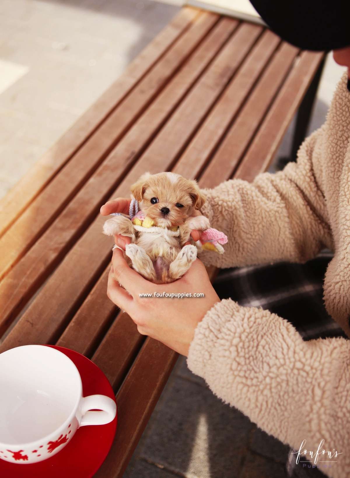 Biggie - Maltipoo M.