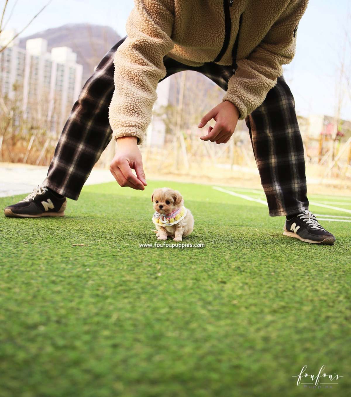 Biggie - Maltipoo M.