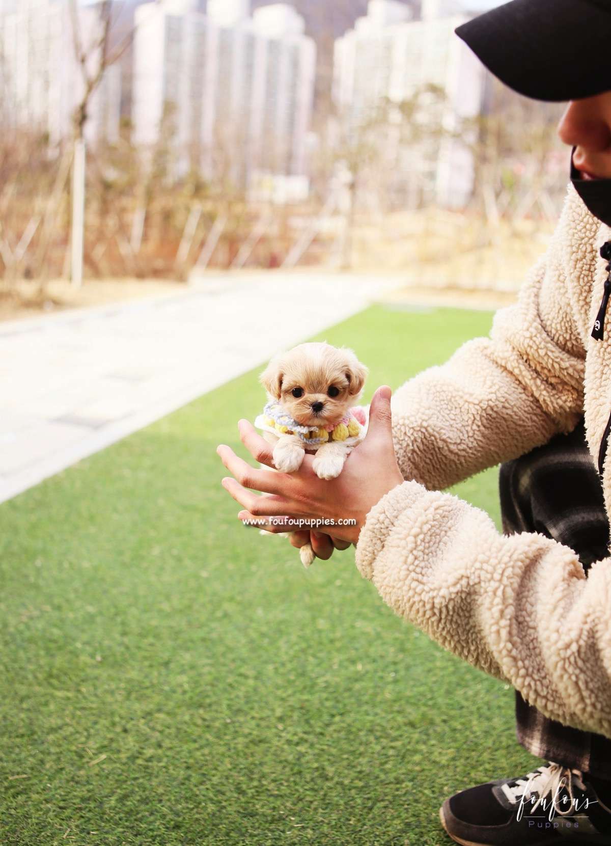 Biggie - Maltipoo M.