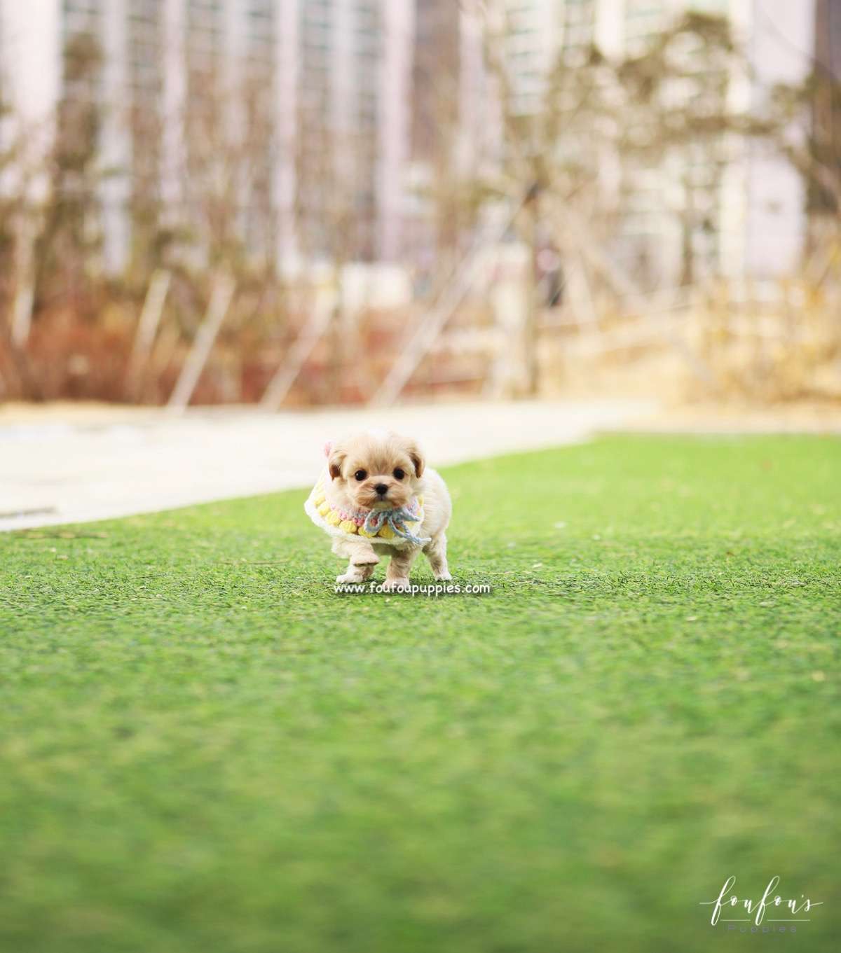 Biggie - Maltipoo M.