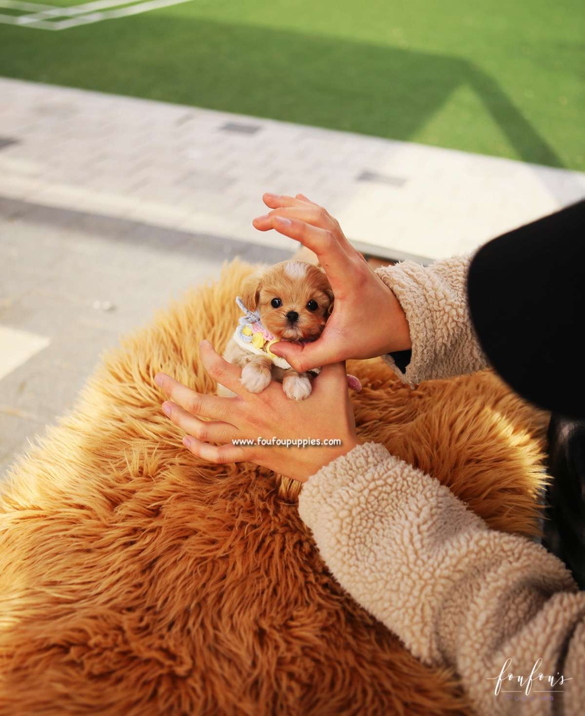 Biggie - Maltipoo M.