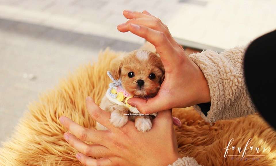 Biggie - Maltipoo M.