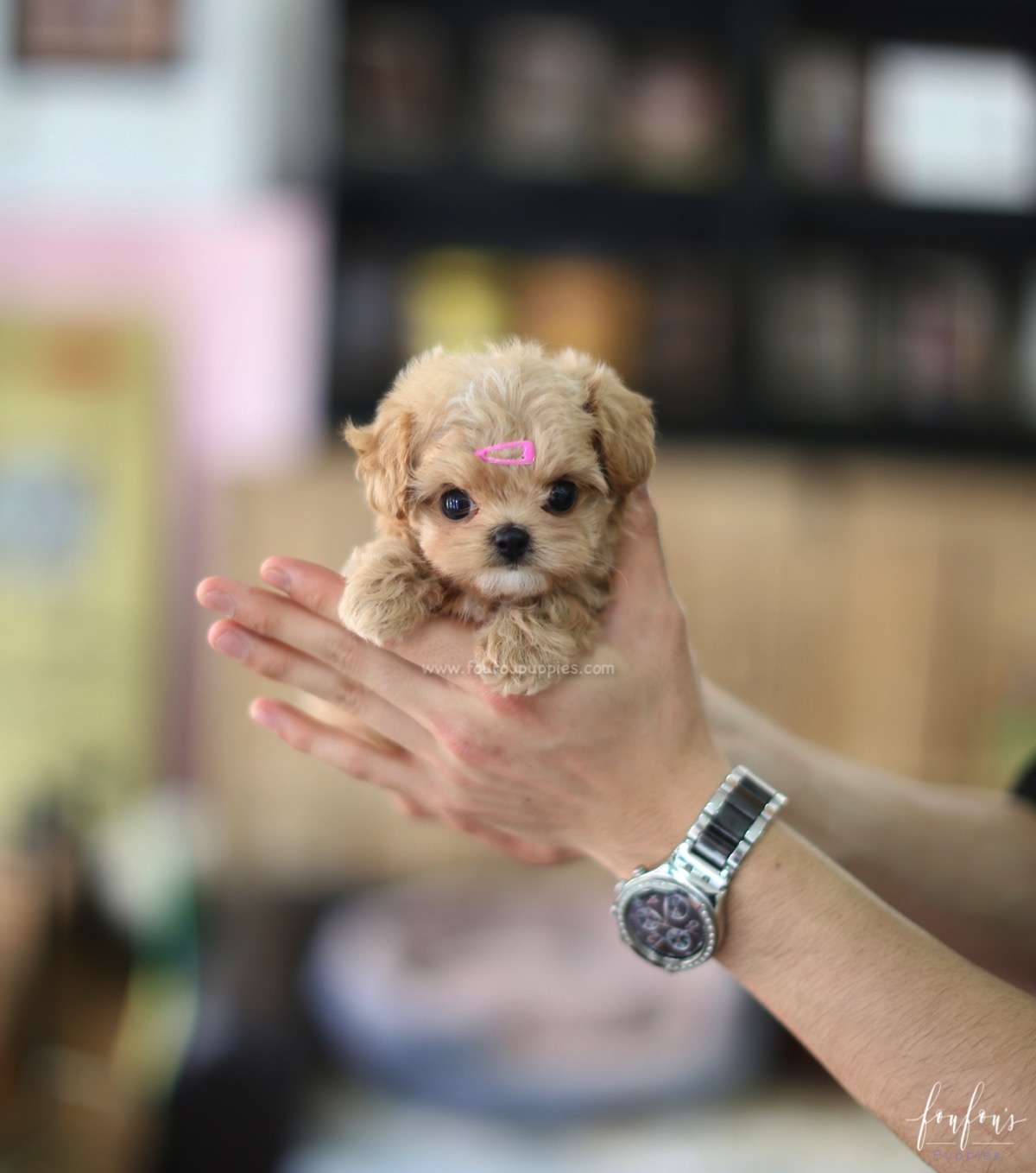 Venice - Maltipoo F.