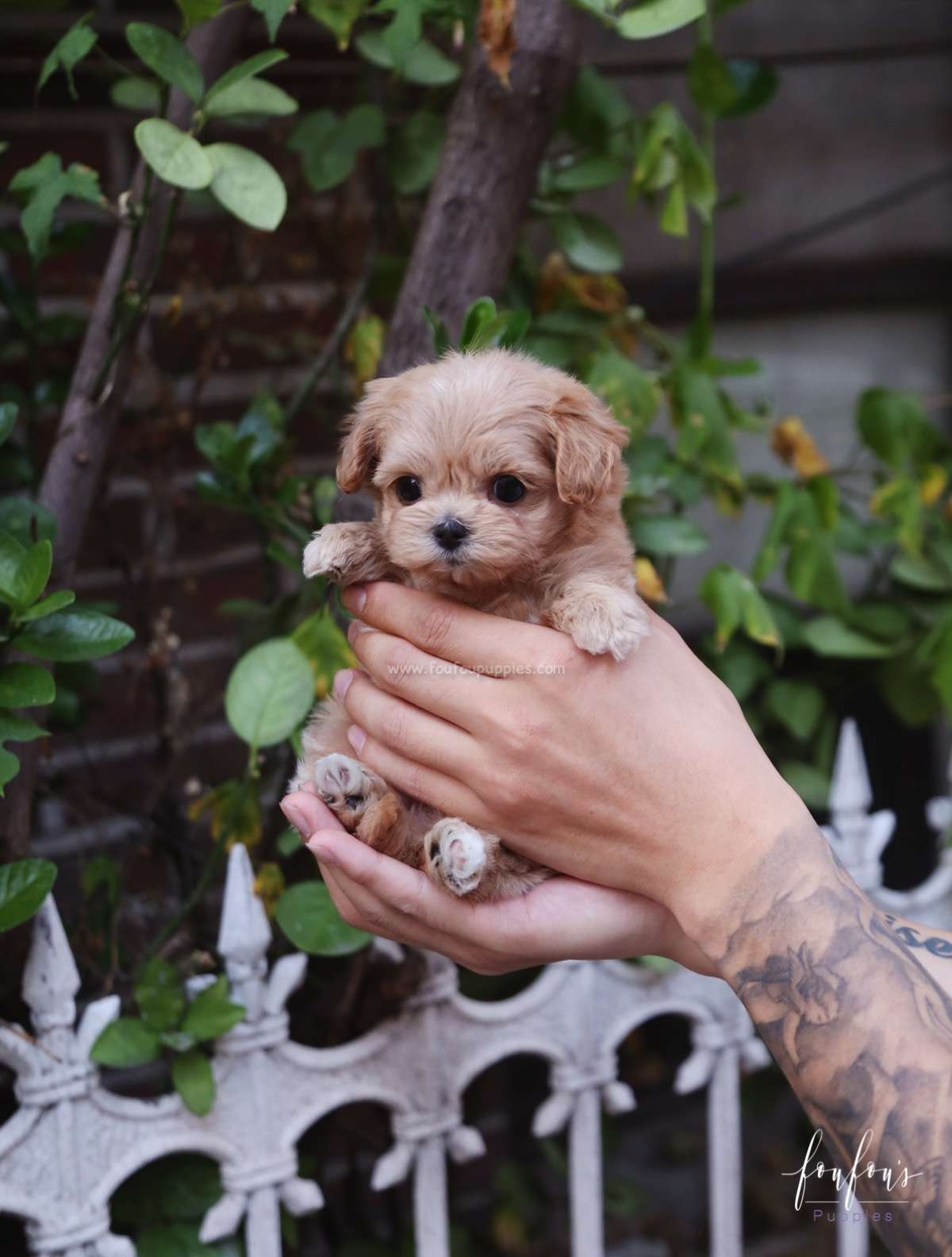 Moana - Maltipoo F.