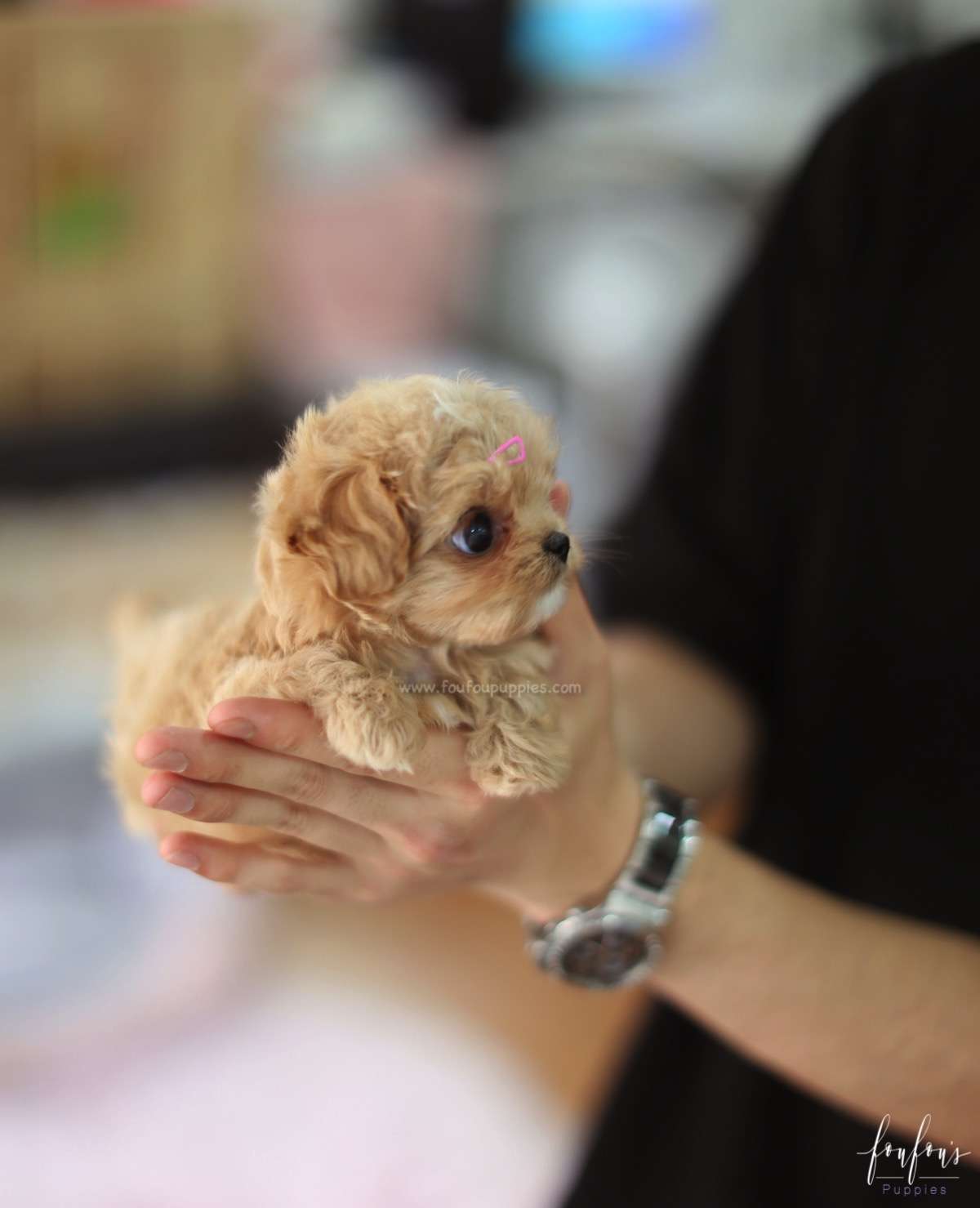Venice - Maltipoo F.