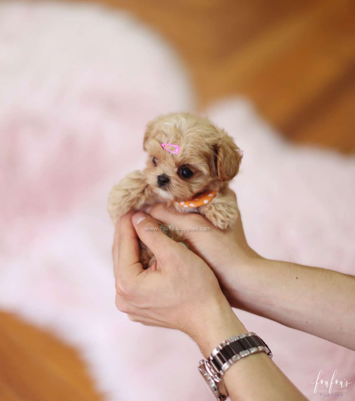 Venice - Maltipoo F.