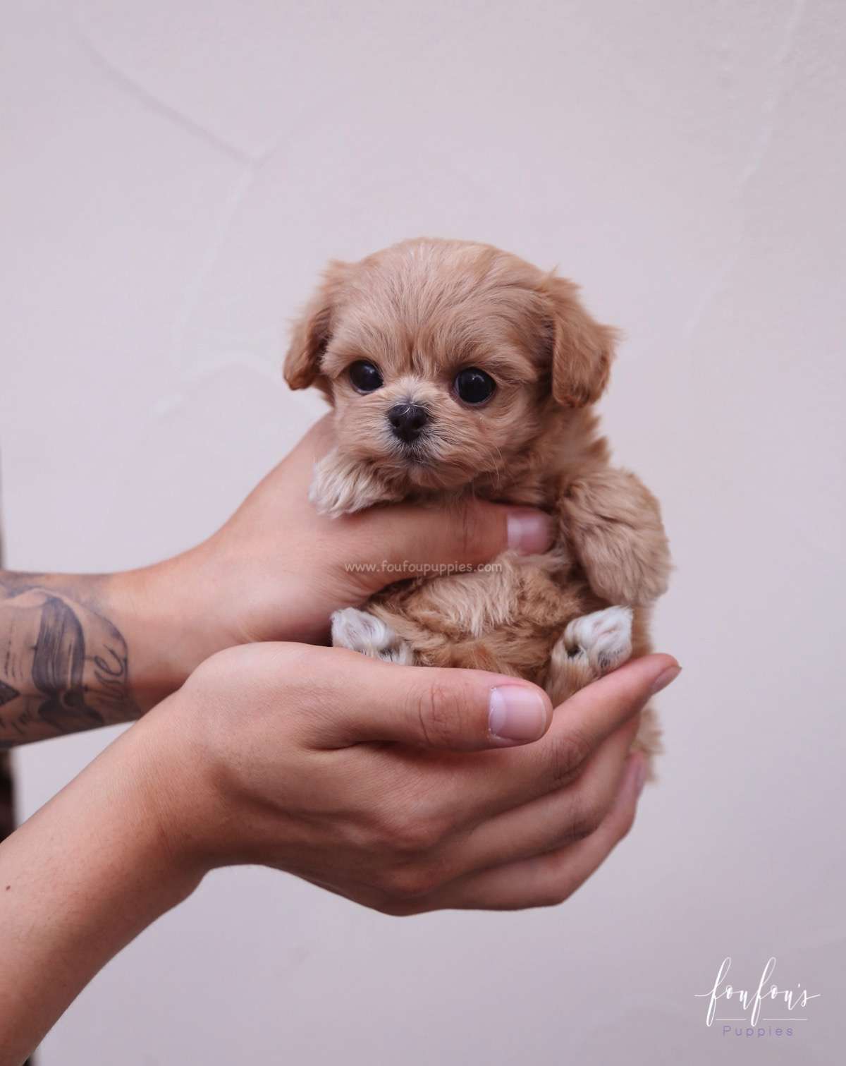 Moana - Maltipoo F.