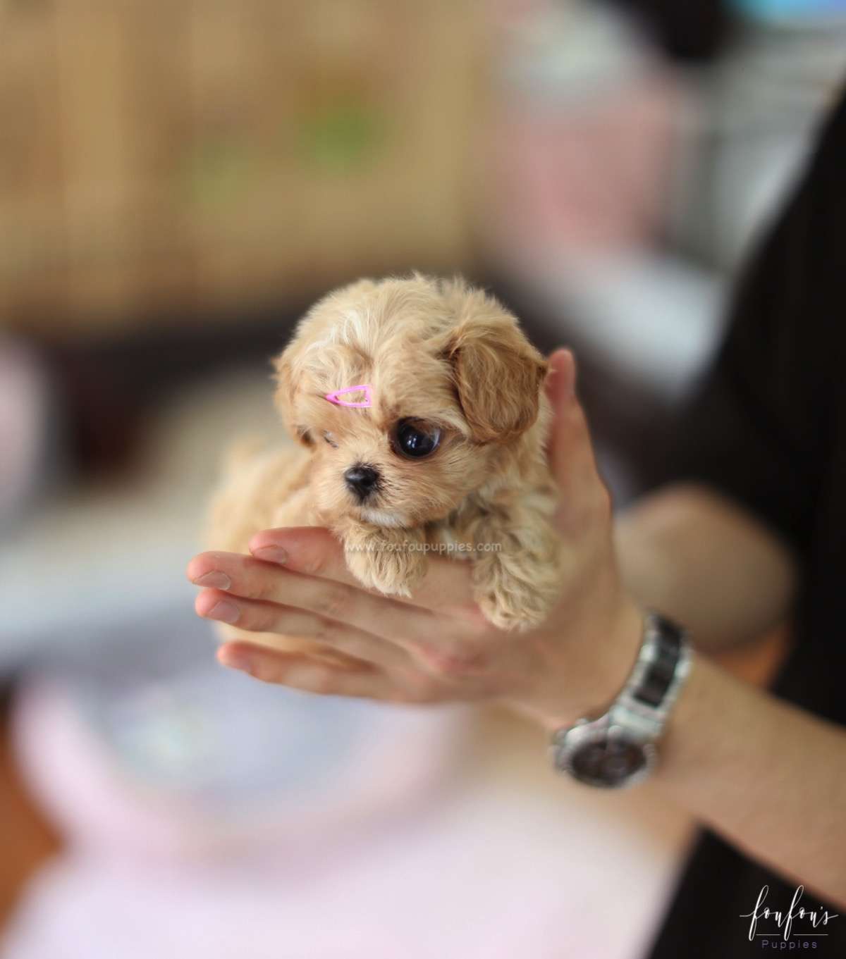 Venice - Maltipoo F.
