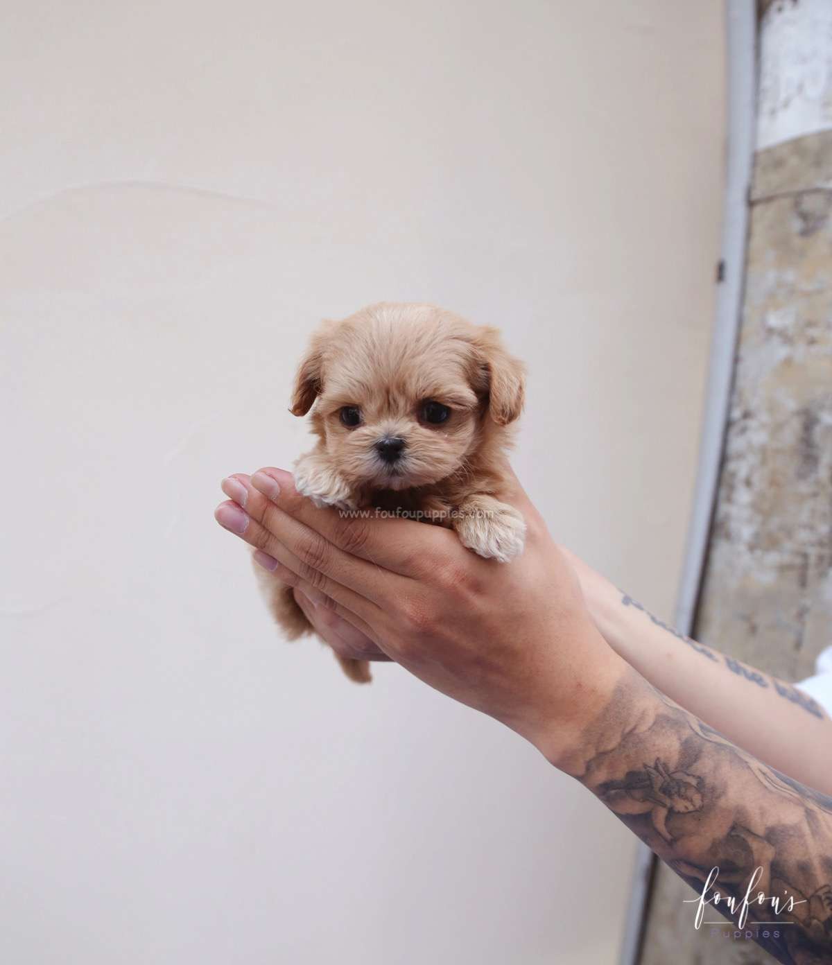 Moana - Maltipoo F.