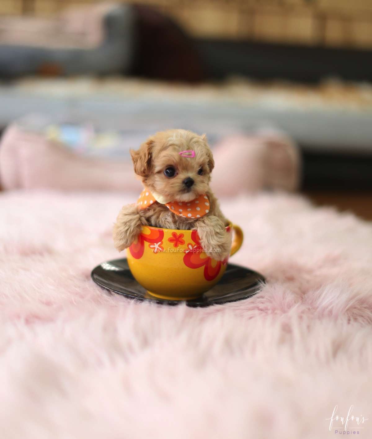 Venice - Maltipoo F.