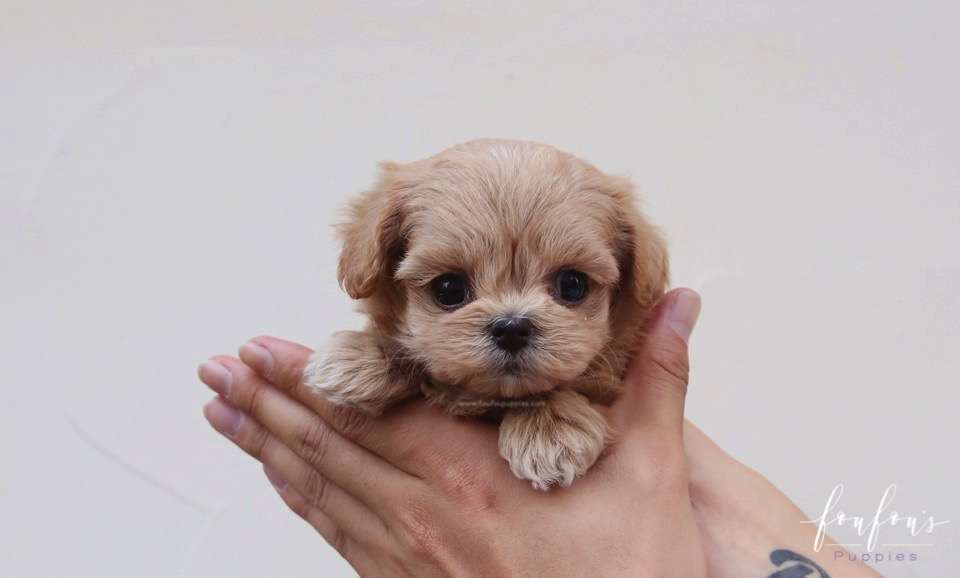 Moana - Maltipoo F.