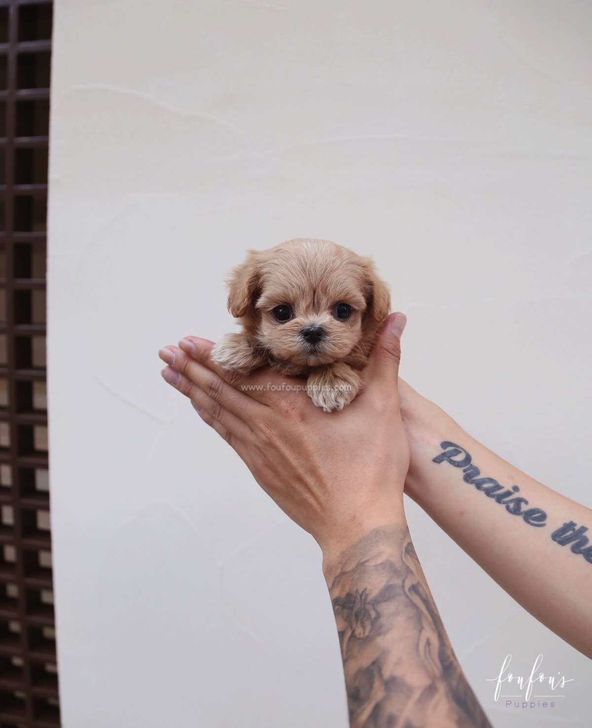 Moana - Maltipoo F.