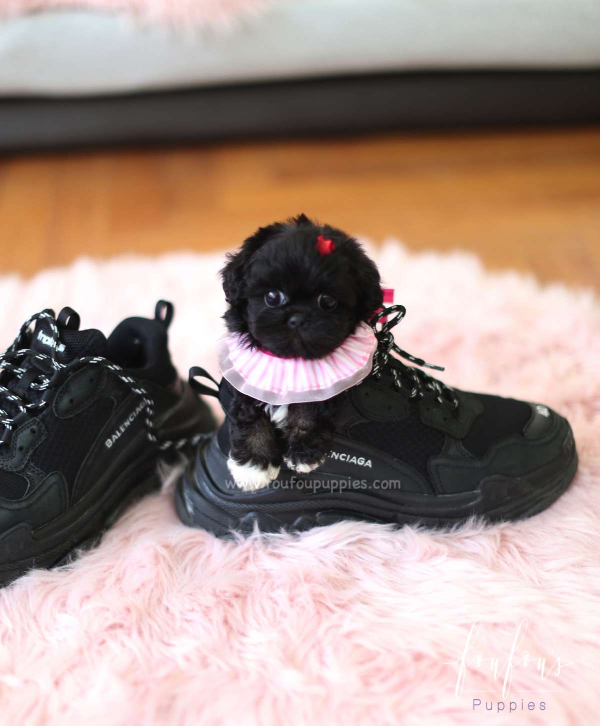 Dahlia - Maltipoo F.