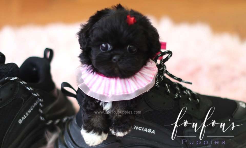 Dahlia - Maltipoo F.