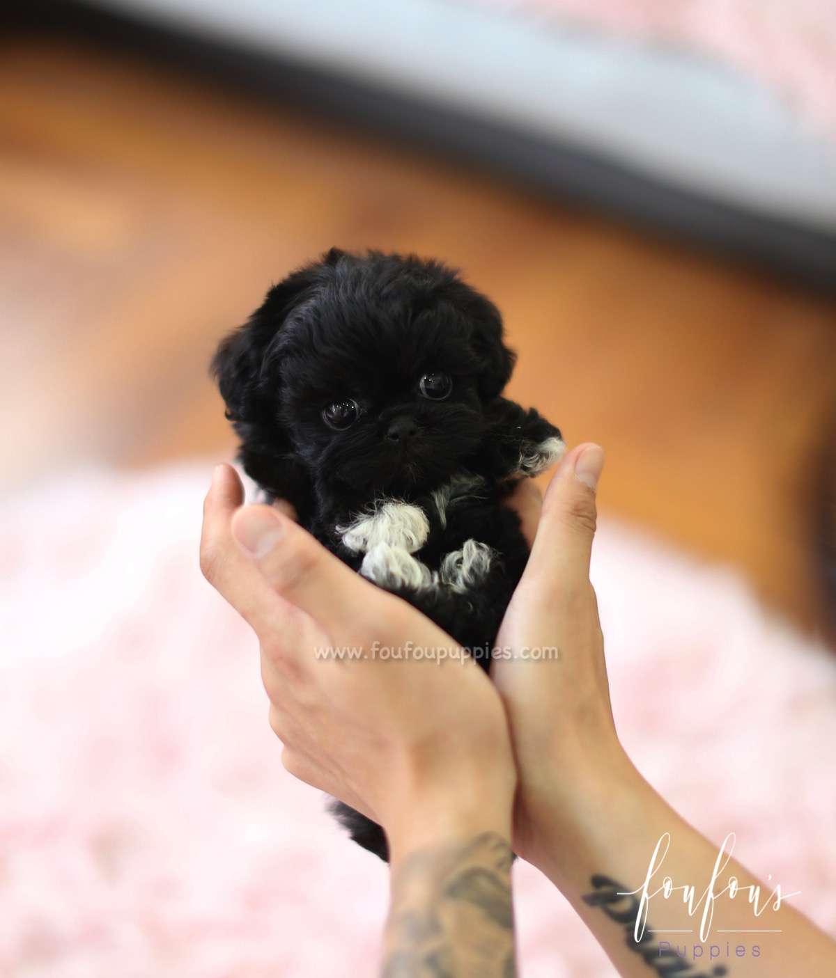 Dahlia - Maltipoo F.