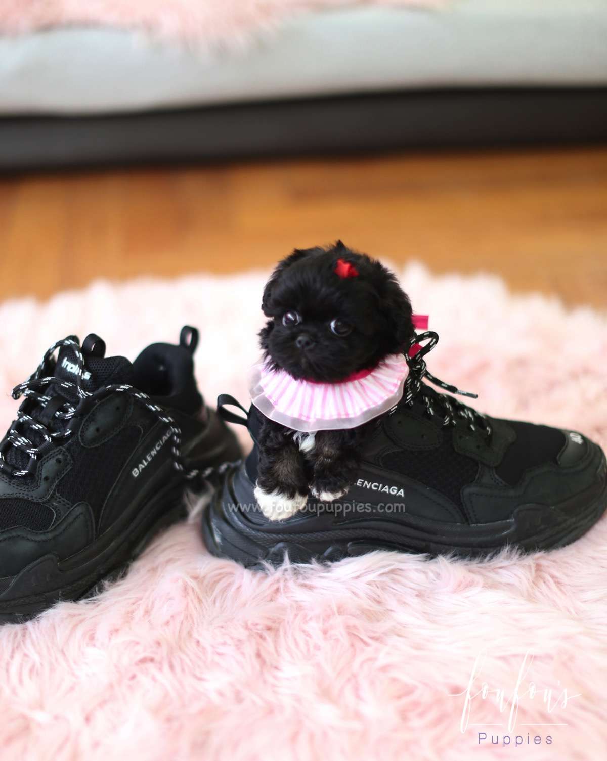 Dahlia - Maltipoo F.