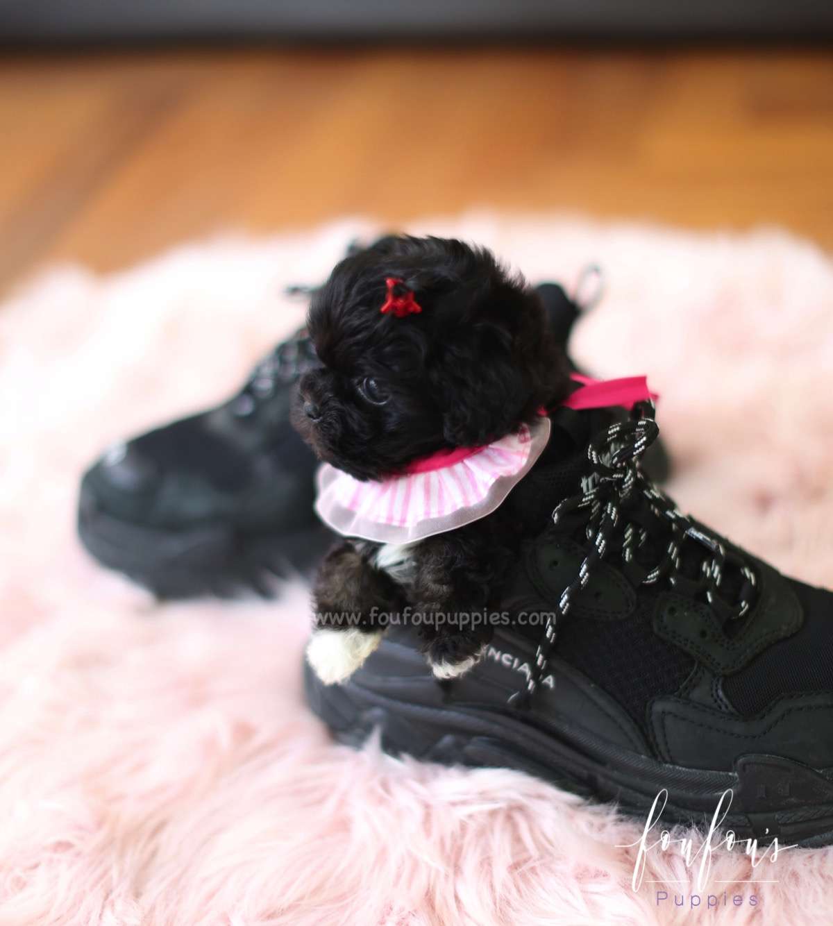 Dahlia - Maltipoo F.