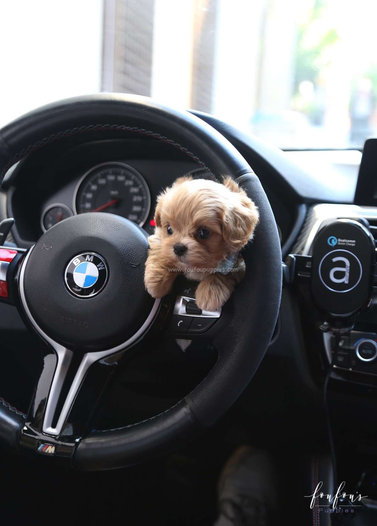 Ralph - Maltipoo M.