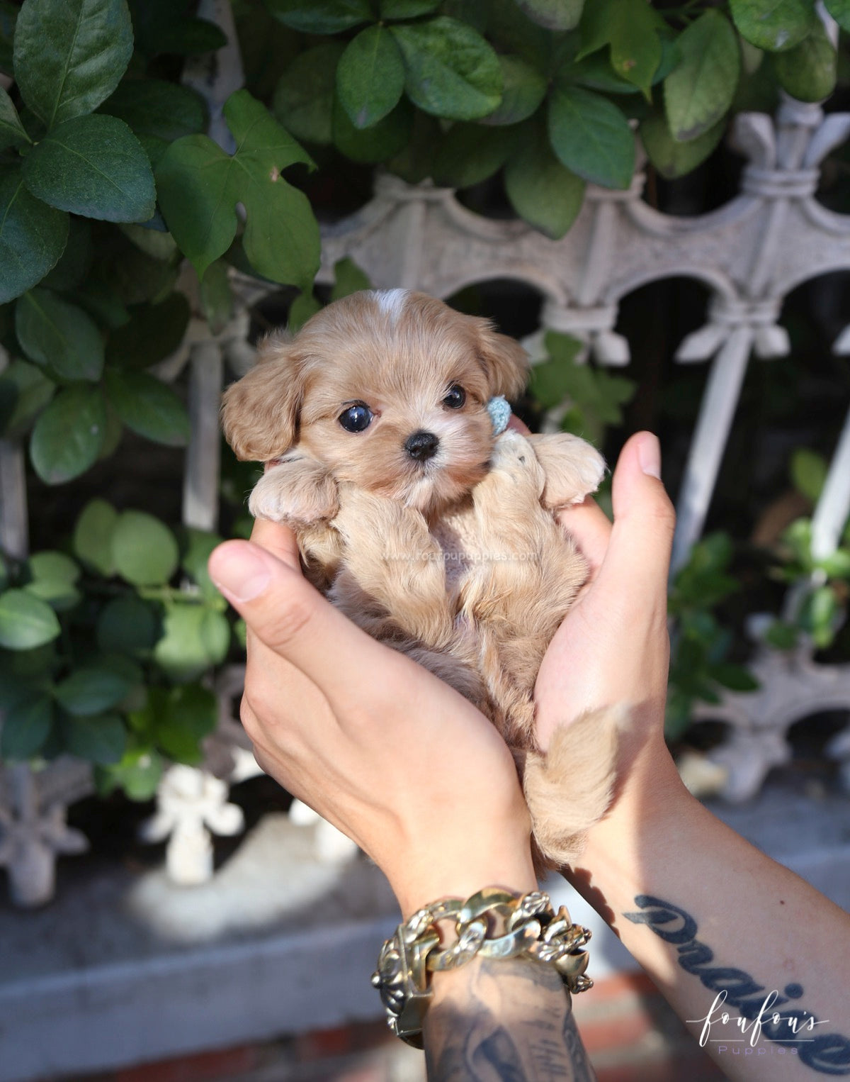 Ralph - Maltipoo M.