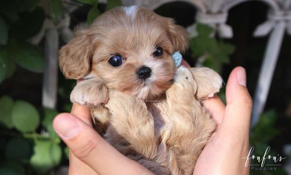 Ralph - Maltipoo M.