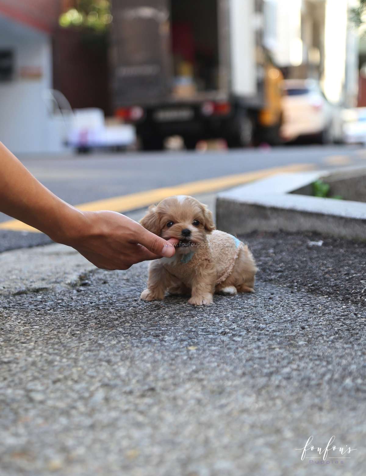 Ralph - Maltipoo M.