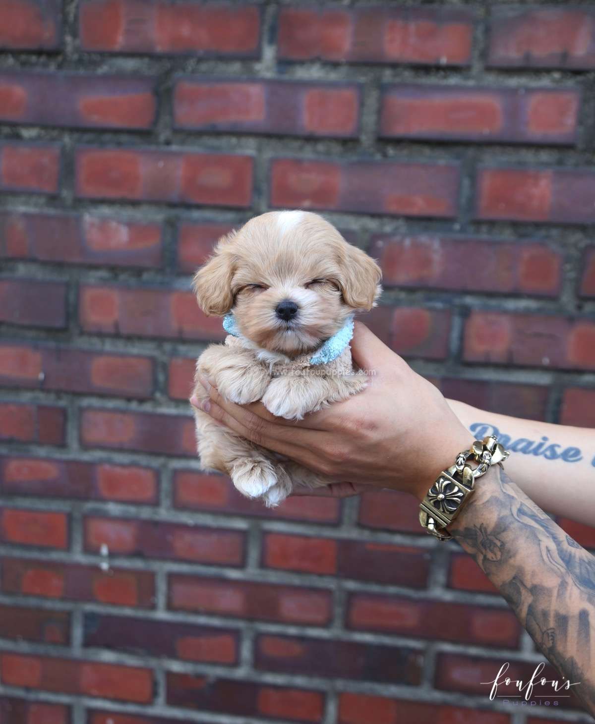 Ralph - Maltipoo M.