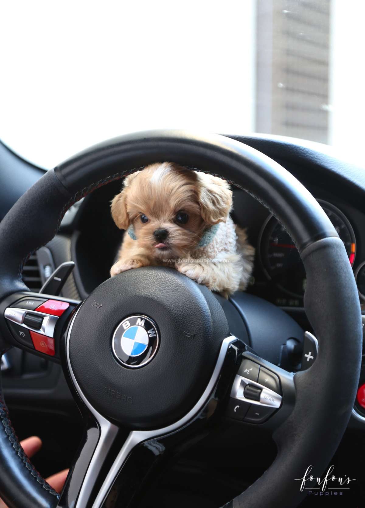 Ralph - Maltipoo M.