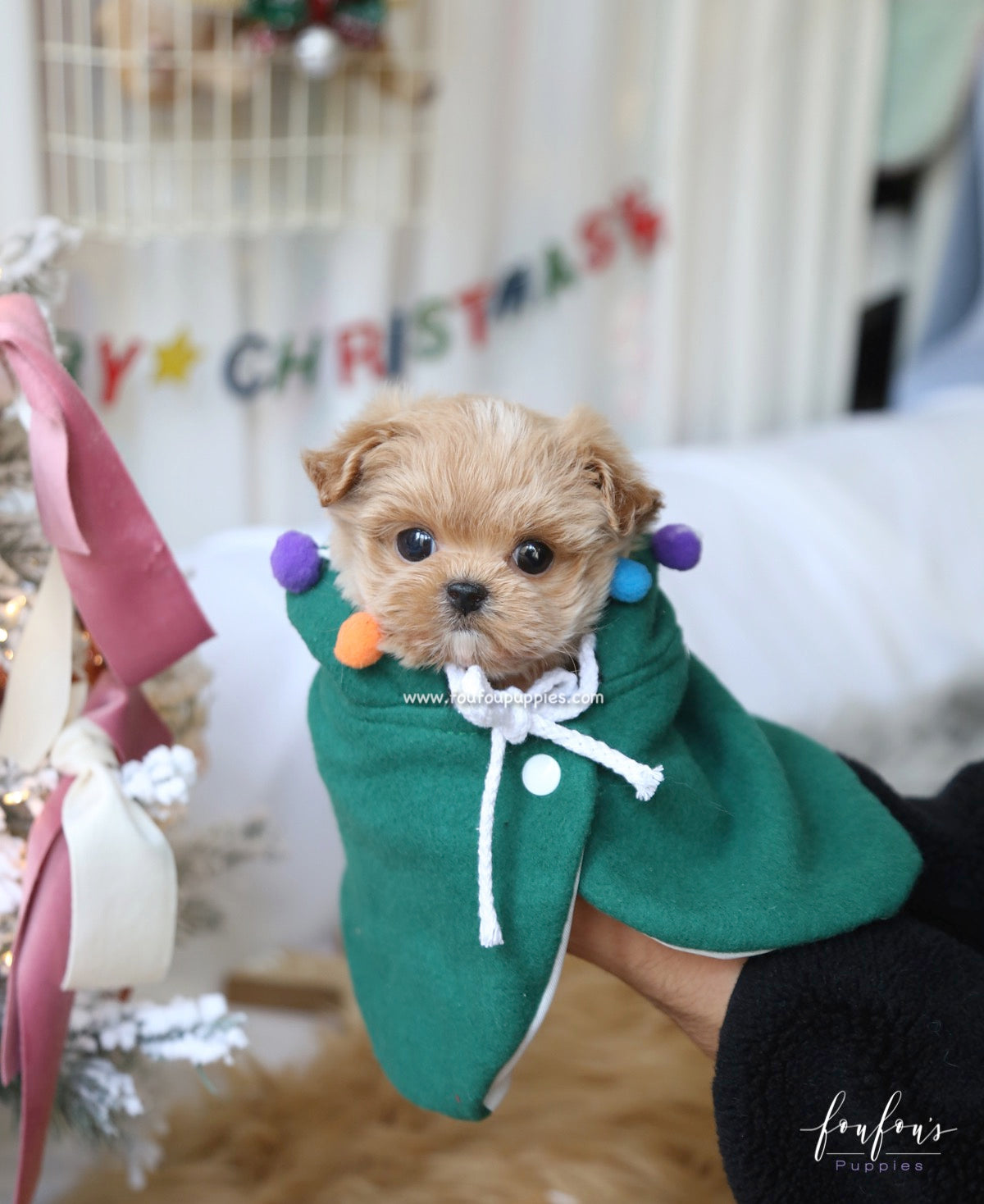 Rudolph - Maltipoo M.