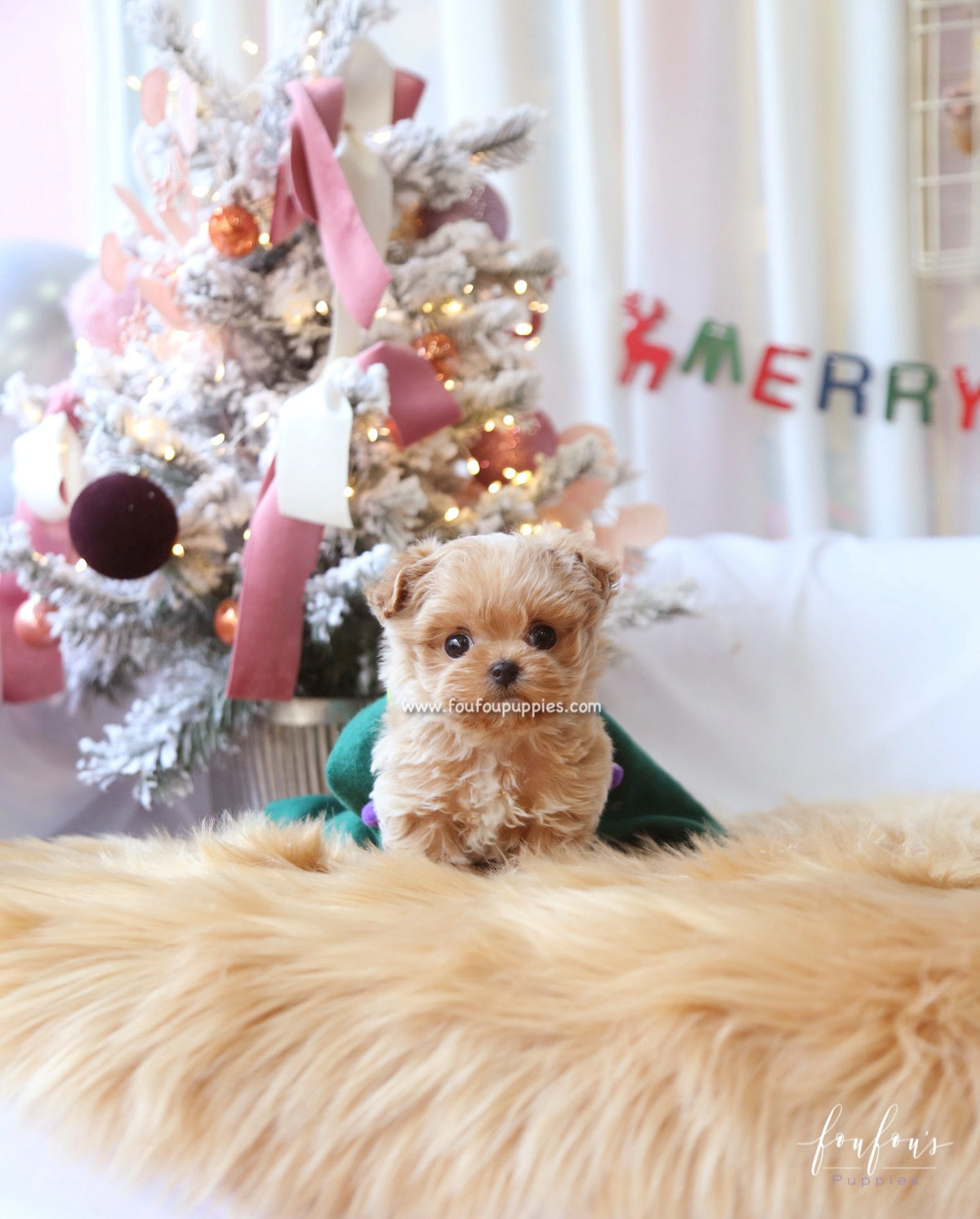 Rudolph - Maltipoo M.