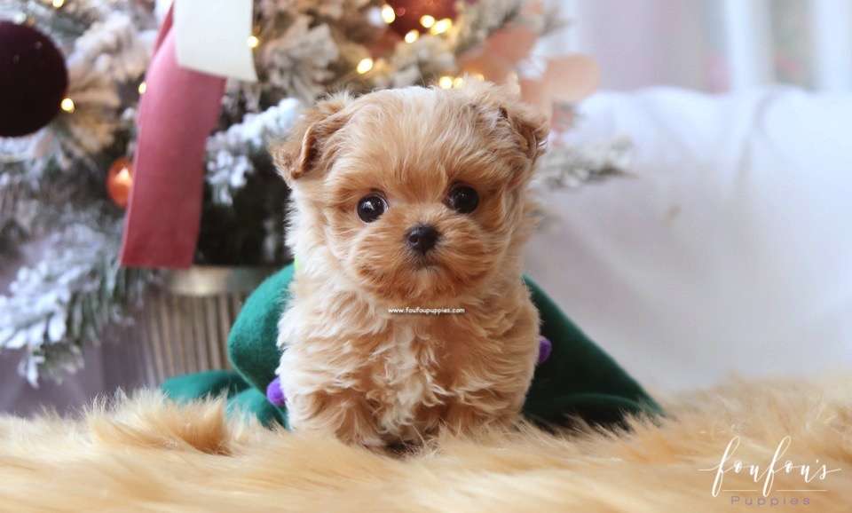 Rudolph - Maltipoo M.