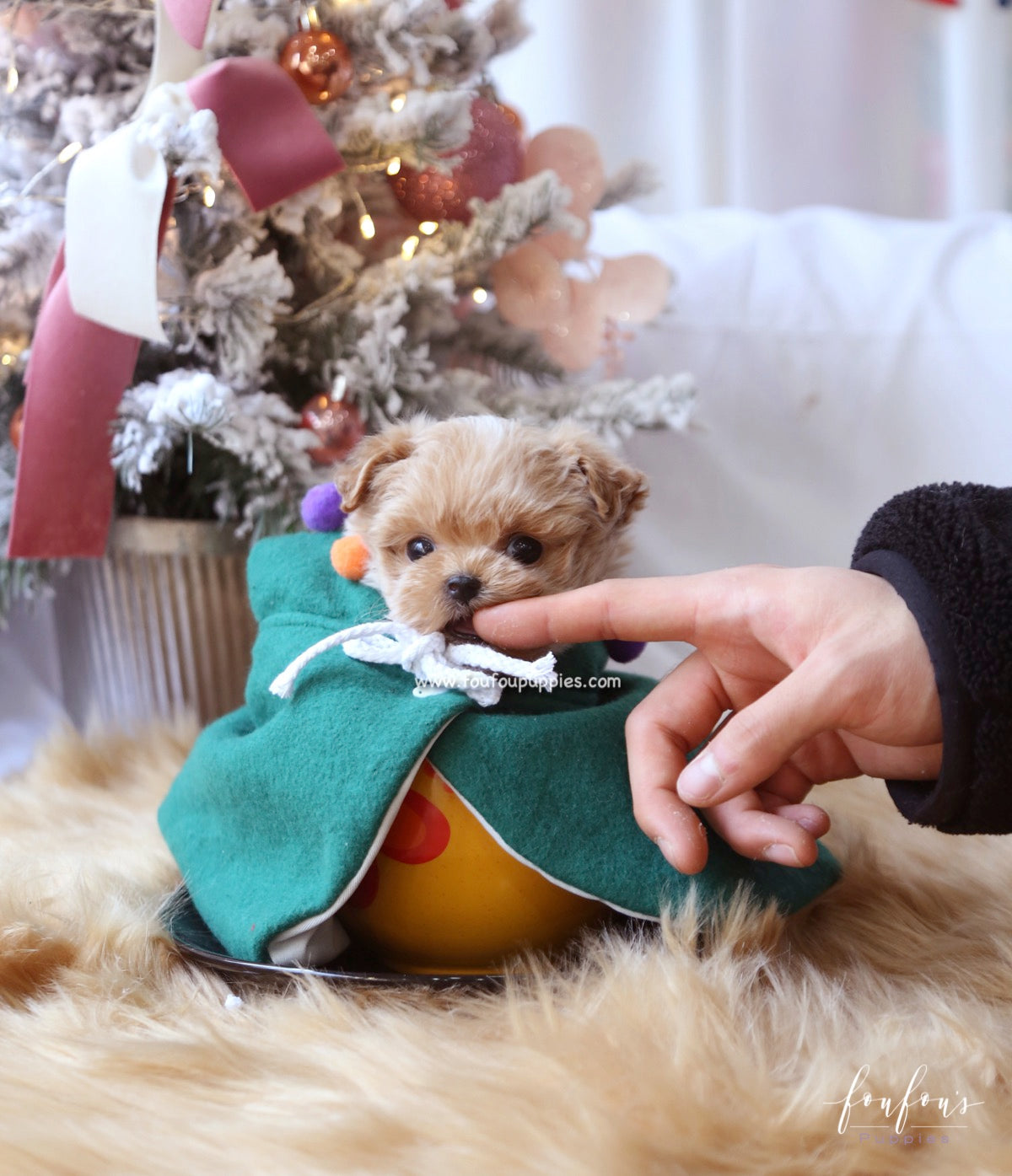 Rudolph - Maltipoo M.